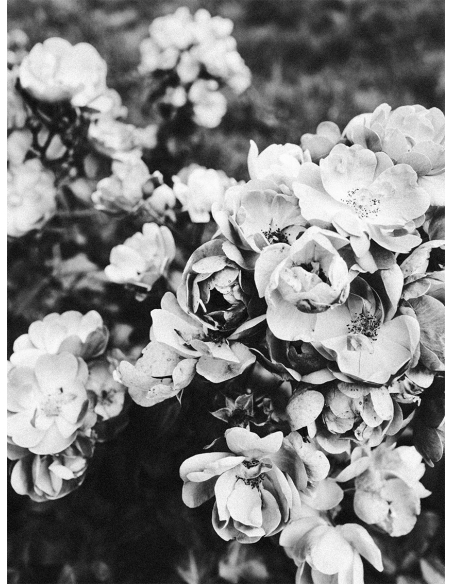 Lámina Flores Blanco y Negro