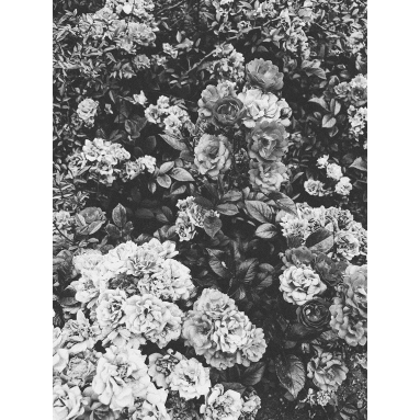 Lámina Flores Blanco y Negro 2