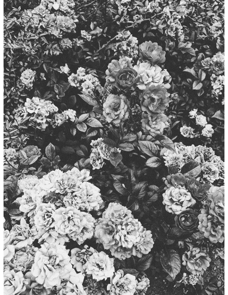 Lámina Flores Blanco y Negro 2