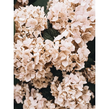 Lámina Flores Rosas