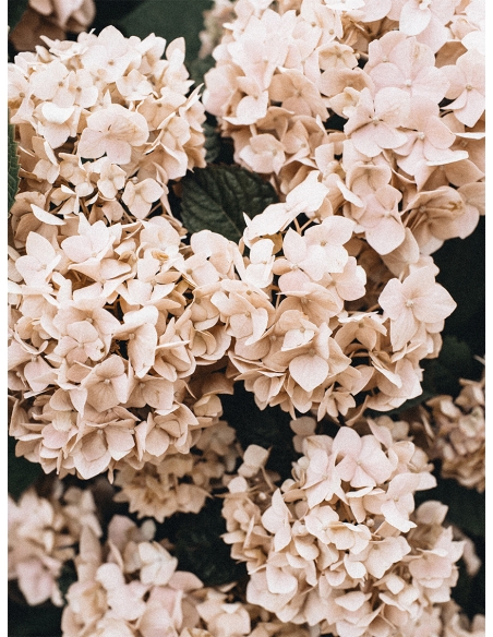 Lámina Flores Rosas