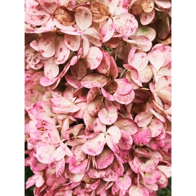 Lámina Flores Rosas