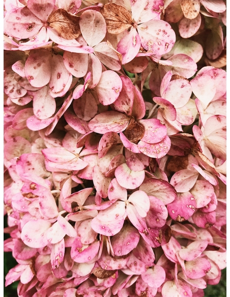 Lámina Flores Rosas