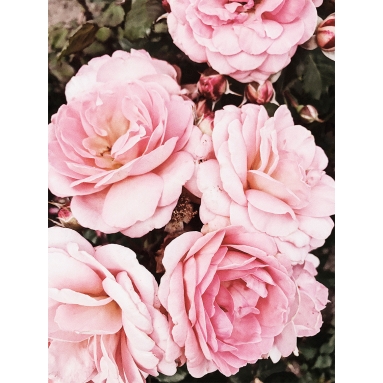 Lámina Flores Rosas