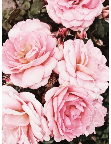 Lámina Flores Rosas Lámina Flores Rosas