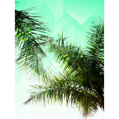 Lámina Hoja de Palma