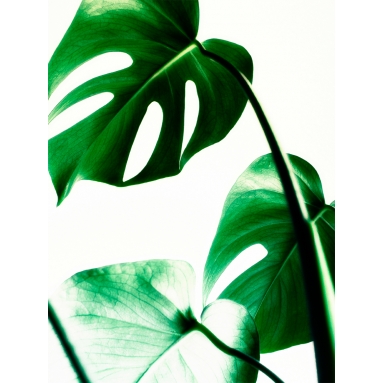 Lámina Hoja Monstera