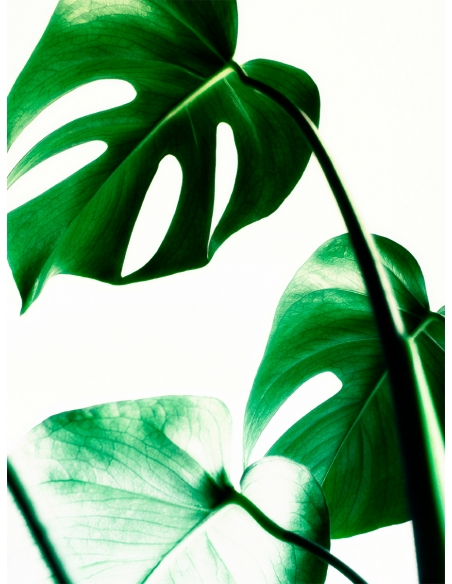 Lámina Hoja Monstera