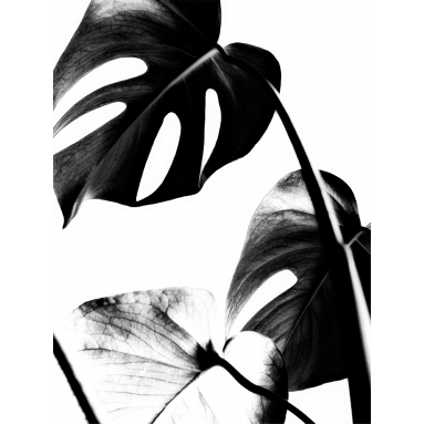 Lámina Hoja Monstera