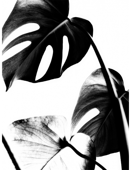 Lámina Hoja Monstera