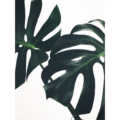 Lámina Hoja Monstera 3