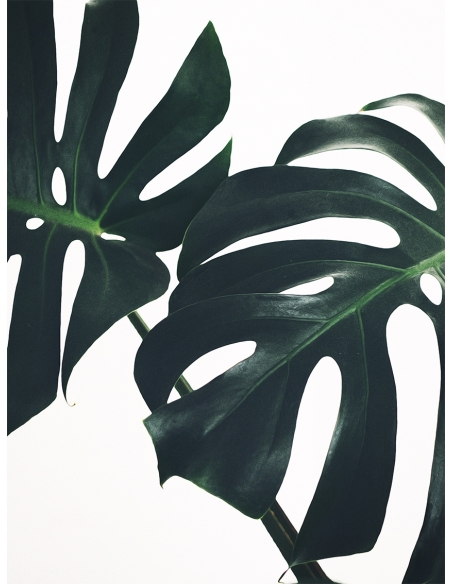 Lámina Hoja Monstera 3