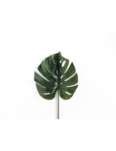 Hoja Monstera Hoja Monstera