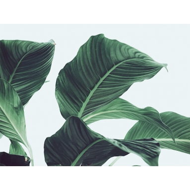 Lámina Hoja Palmera