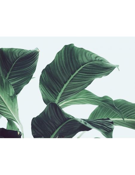 Lámina Hoja Palmera