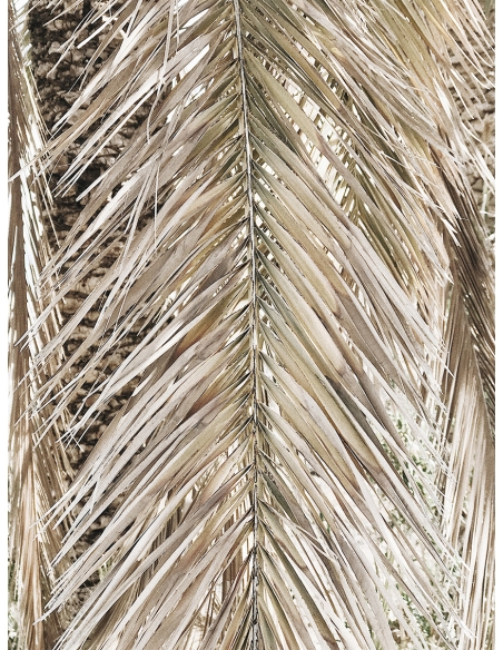 Lámina Hoja Palmera Seca