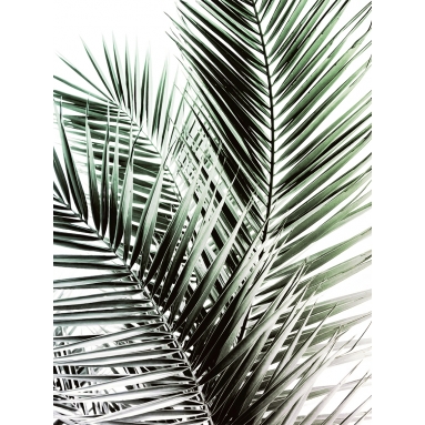 Lámina Hoja Palmera