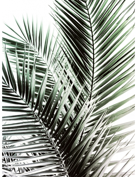 Lámina Hoja Palmera