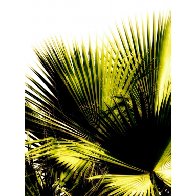 Lámina Hoja Palmera 5