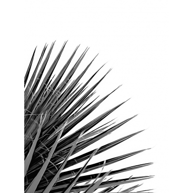 Lámina Hoja Palmera