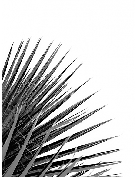 Lámina Hoja Palmera