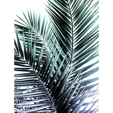 Lámina Hoja Palmera