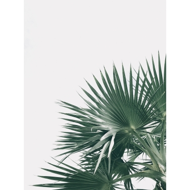 Lámina Hoja Palmera