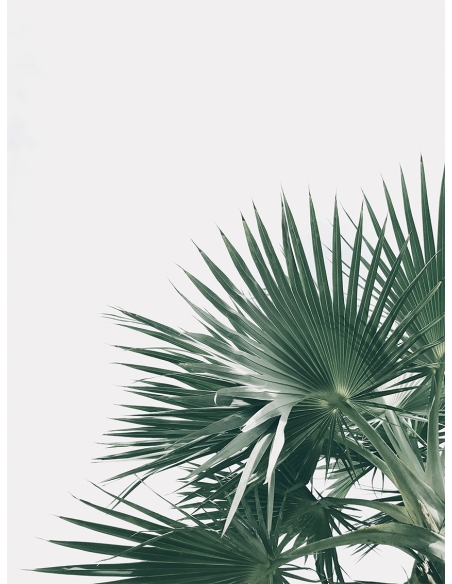 Lámina Hoja Palmera Lámina Hoja Palmera