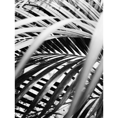 Lámina Hoja Palmera