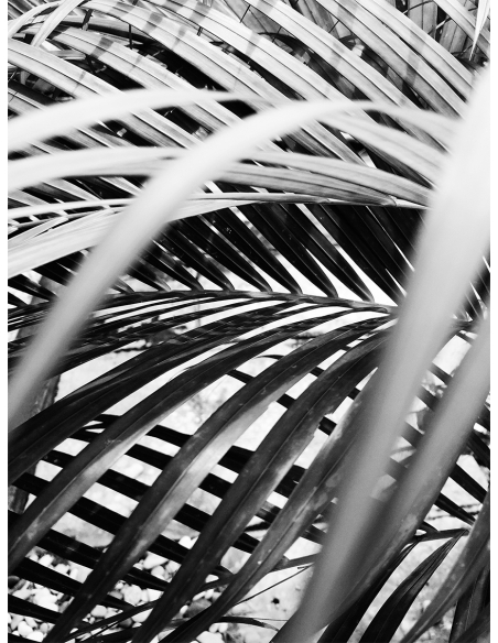 Lámina Hoja Palmera Lámina Hoja Palmera