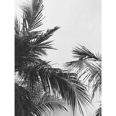 Lámina Hoja Palmera 13