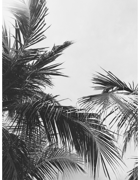 Lámina Hoja Palmera 13