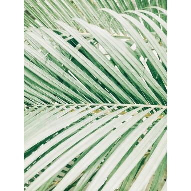 Lámina Hoja Palmera