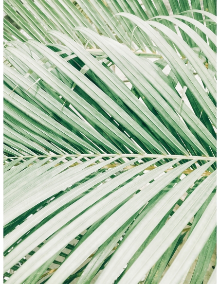 Lámina Hoja Palmera