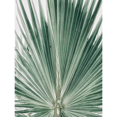 Lámina Hoja Palmera