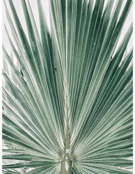 Lámina Hoja Palmera