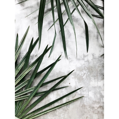 Lámina Hoja Palmera 16