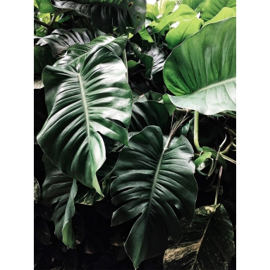 Lámina Hoja Palmera