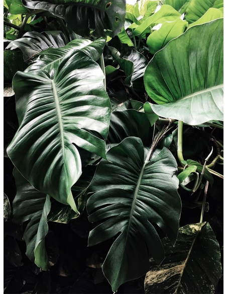 Lámina Hoja Palmera