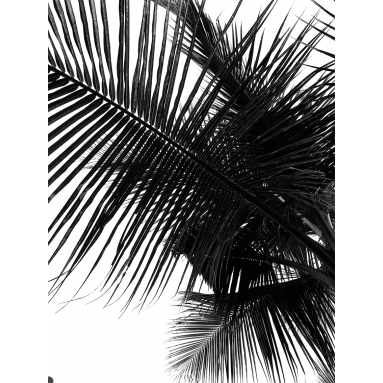 Lámina Hoja Palmera