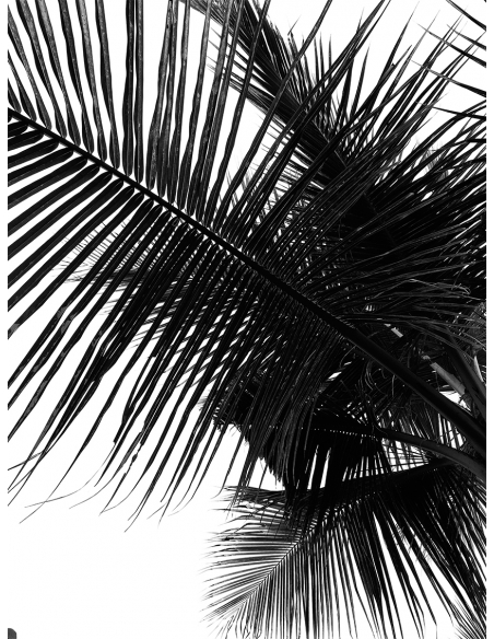 Lámina Hoja Palmera