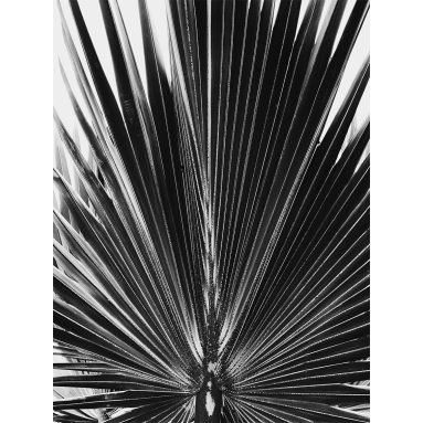 Lámina Hoja Palmera