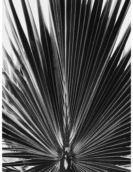 Lámina Hoja Palmera Lámina Hoja Palmera