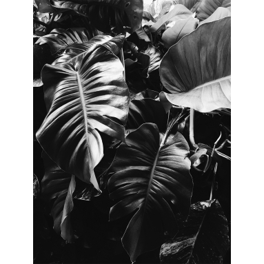 Lámina Hoja Palmera