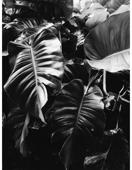 Lámina Hoja Palmera