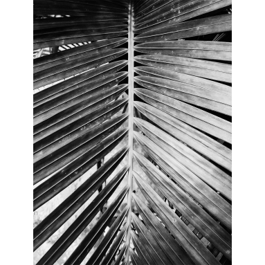 Lámina Hoja Palmera