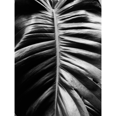 Lámina Hoja Palmera