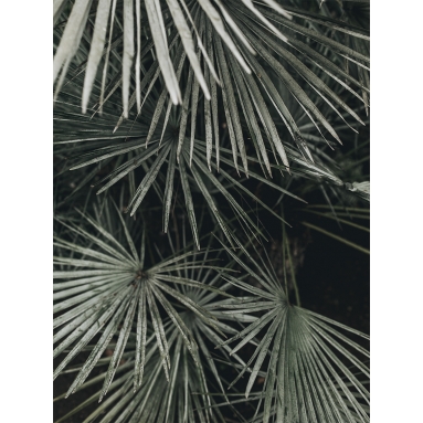 Lámina Hoja Palmera