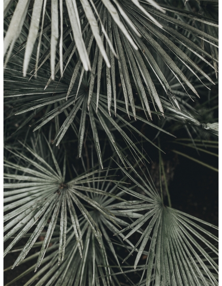 Lámina Hoja Palmera