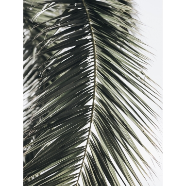 Lámina Hoja Palmera 24